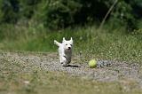 WESTIE 317